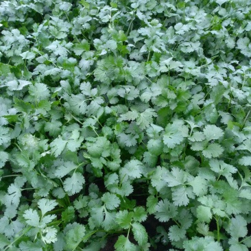 大叶香菜