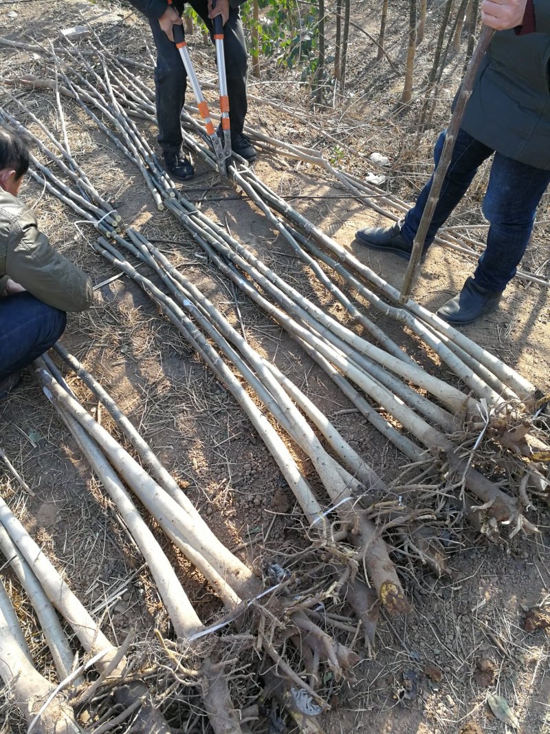 1-4年核桃苗量大从优专业育苗占地用苗长期供货诚信经营