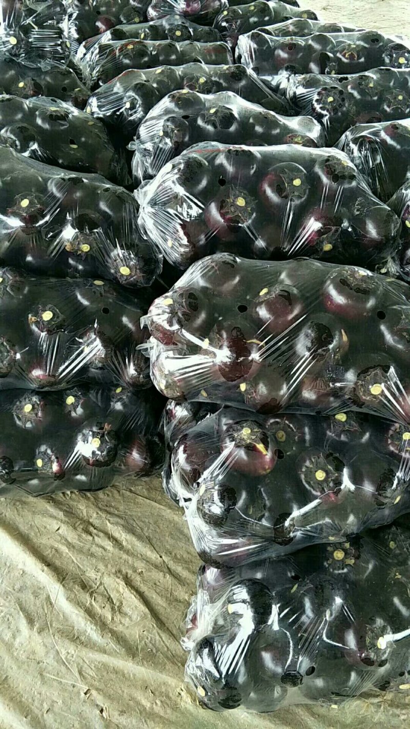 山东果蔬基地紫光圆茄子紫圆茄品质优等对接全国市场