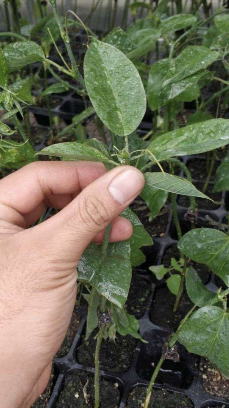 绿皮百香果苗，大量供应