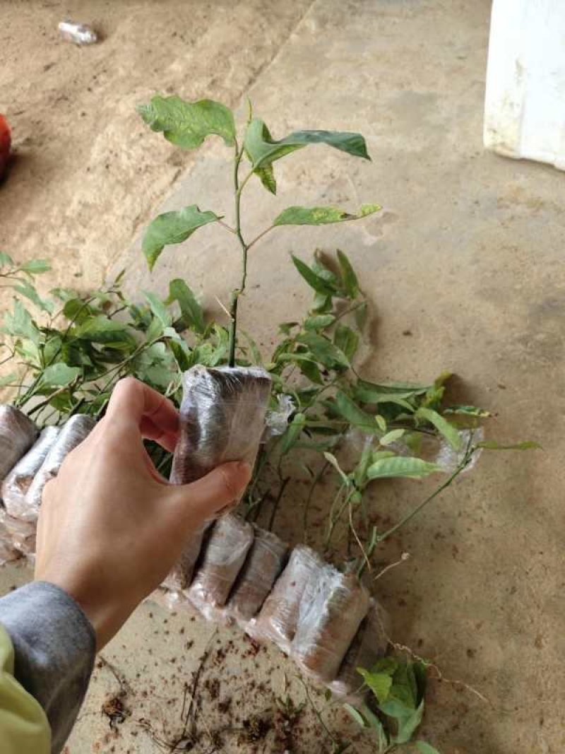 绿皮百香果苗，大量供应