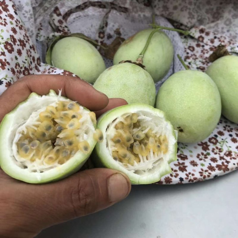 绿皮百香果苗，大量供应