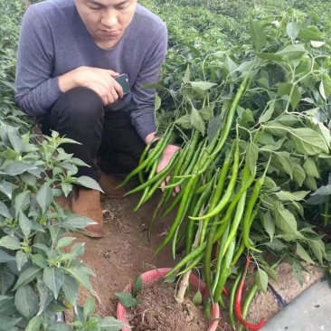 辣椒苗(二金条硬皮、软皮)(艳椒、茄子、番茄等苗)