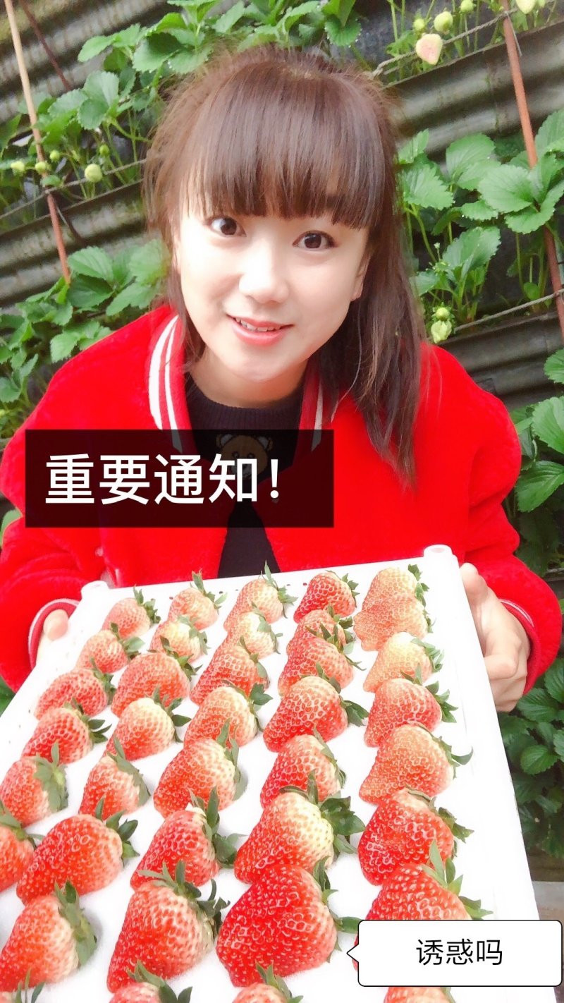 自家大棚没有中间商源头取货批发零售