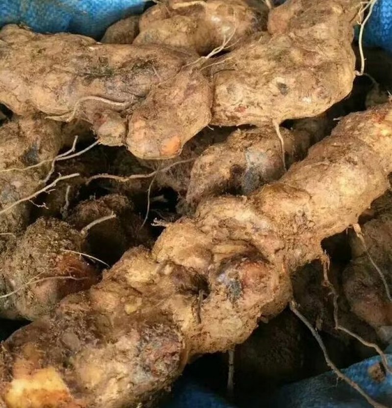 土茯苓(粉质)