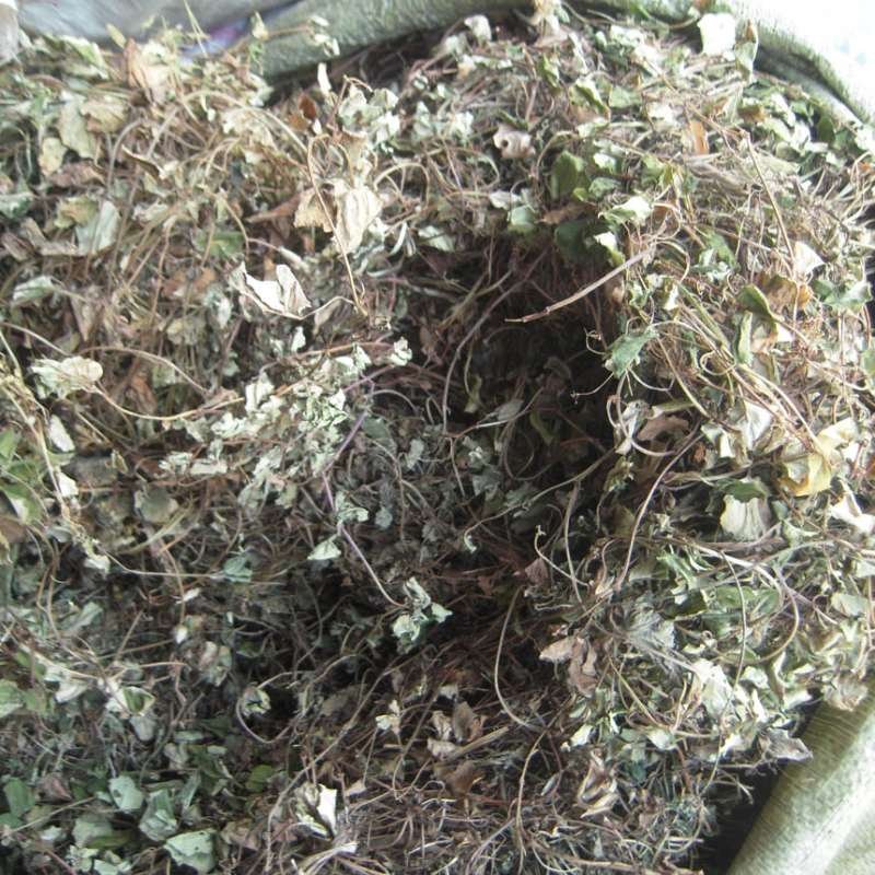 野生小叶金钱草（过路黄）统货，四川产地直发，保证质量