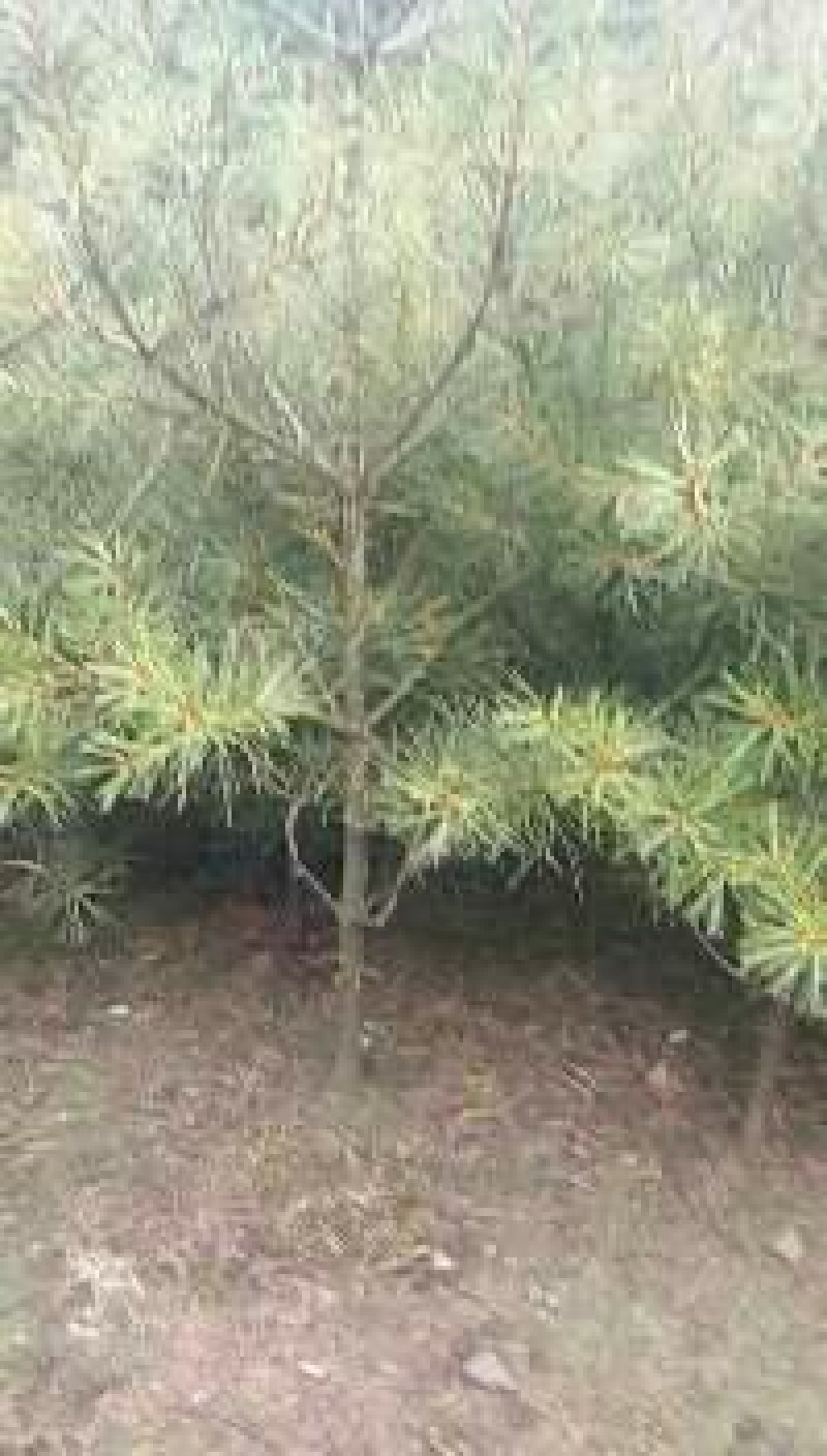 白皮松，一米起步6·5元，21×21营养杯