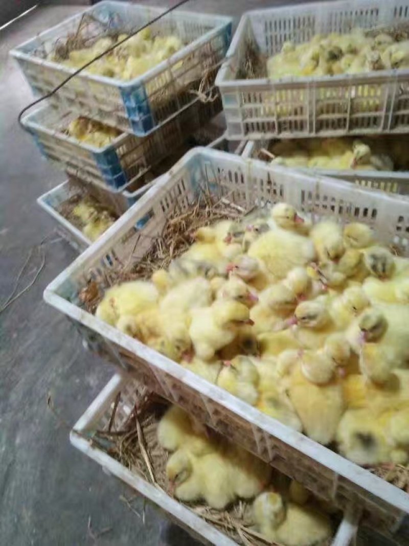 大三花鹅苗，泰州苗，脱温苗，保证质量，出壳防疫