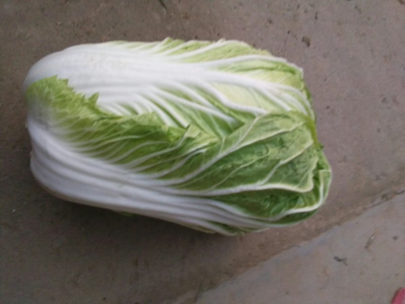 北京新三号净菜4~6斤