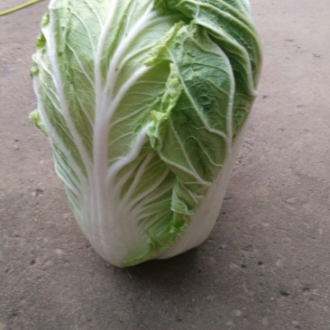 北京新三号净菜4~6斤