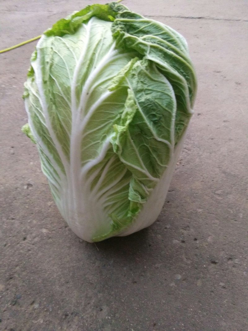 北京新三号净菜4~6斤