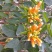 精品炮仗花绿化篱笆墙花开鲜艳，基地直销现挖现发，提供技术