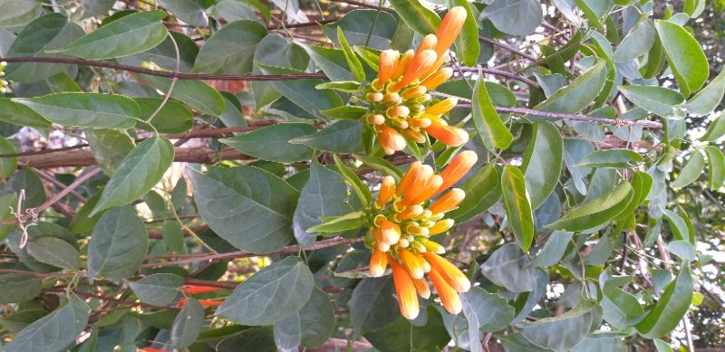 精品炮仗花绿化篱笆墙花开鲜艳，基地直销现挖现发，提供技术