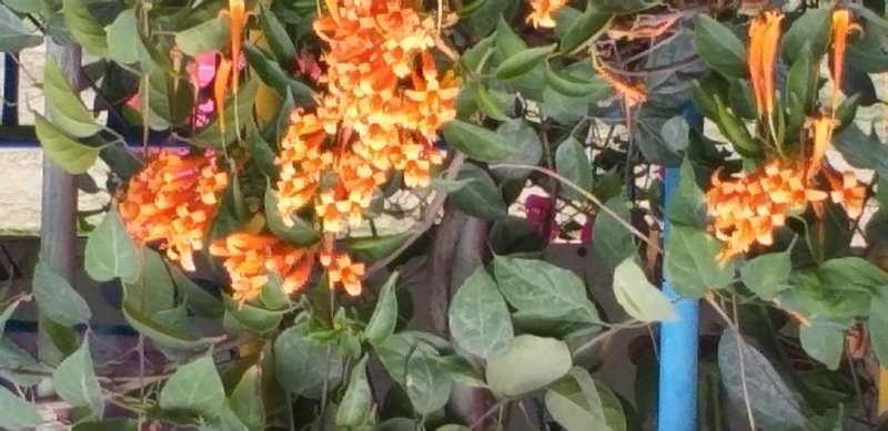 精品炮仗花绿化篱笆墙花开鲜艳，基地直销现挖现发，提供技术