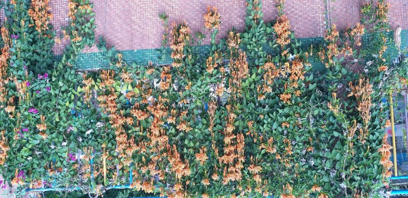 精品炮仗花绿化篱笆墙花开鲜艳，基地直销现挖现发，提供技术