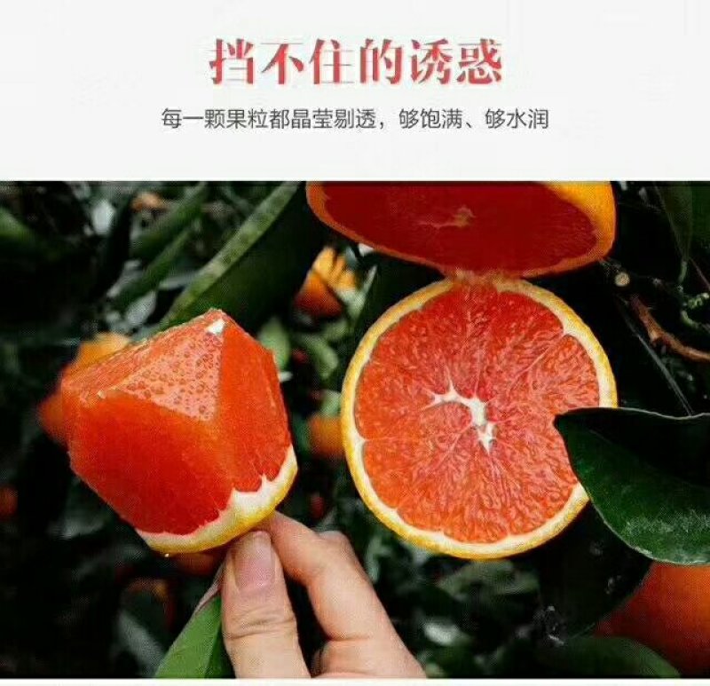 秭归橙二哥中华红橙(血橙)大量供应，诚招全国代理，一件代