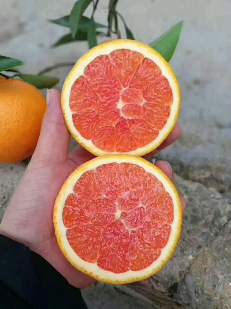 秭归橙二哥中华红橙(血橙)大量供应，诚招全国代理，一件代