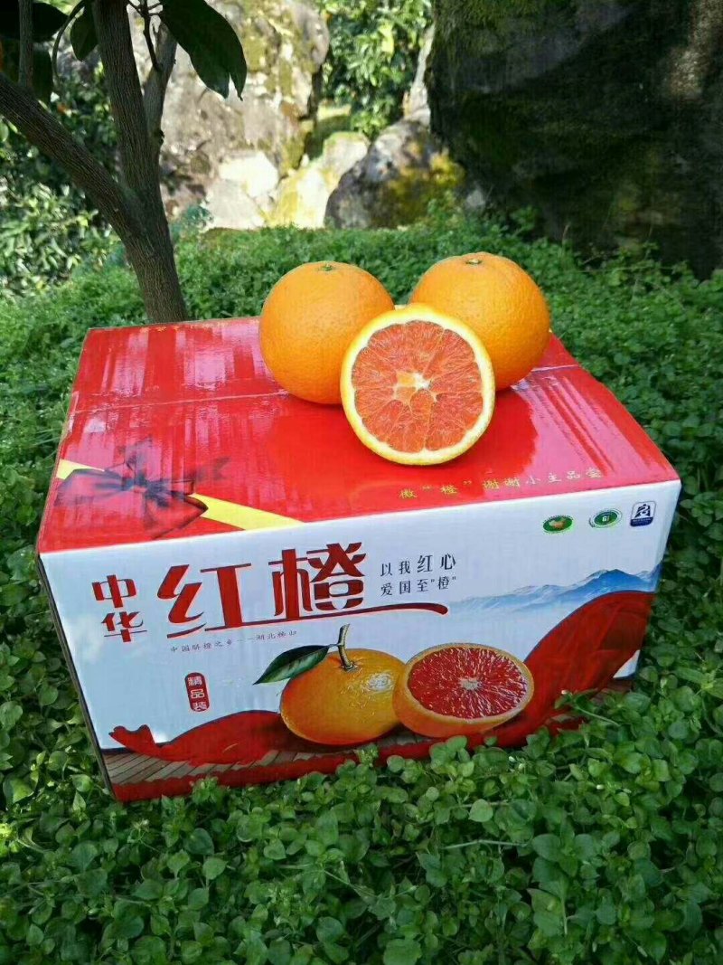 秭归橙二哥中华红橙(血橙)大量供应，诚招全国代理，一件代