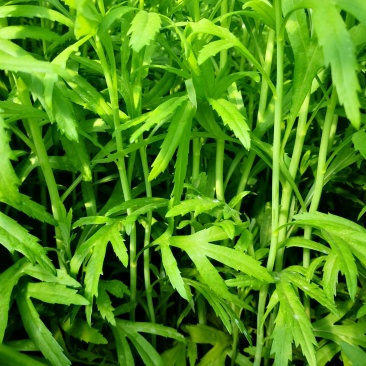 昆明芦蒿，自有家庭农场，品质货源保证