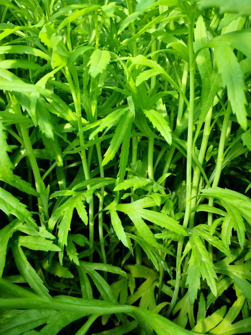 昆明芦蒿，自有家庭农场，品质货源保证