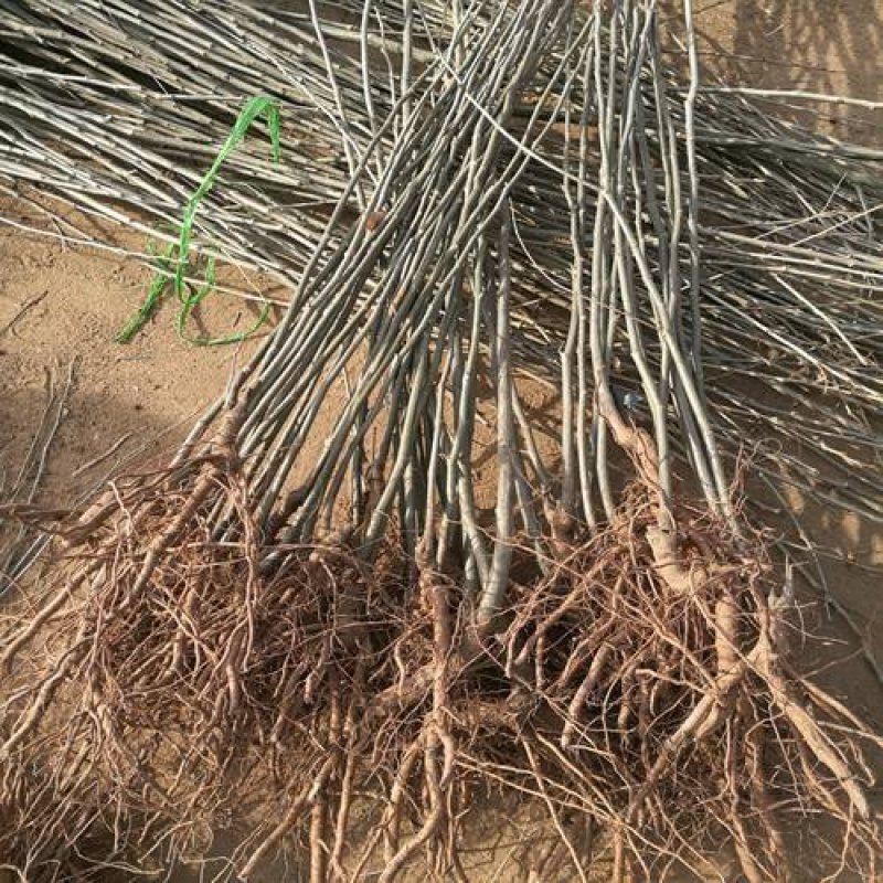 嫁接板栗苗大红袍板栗二年嫁接苗南方北方种植地栽果树苗当年