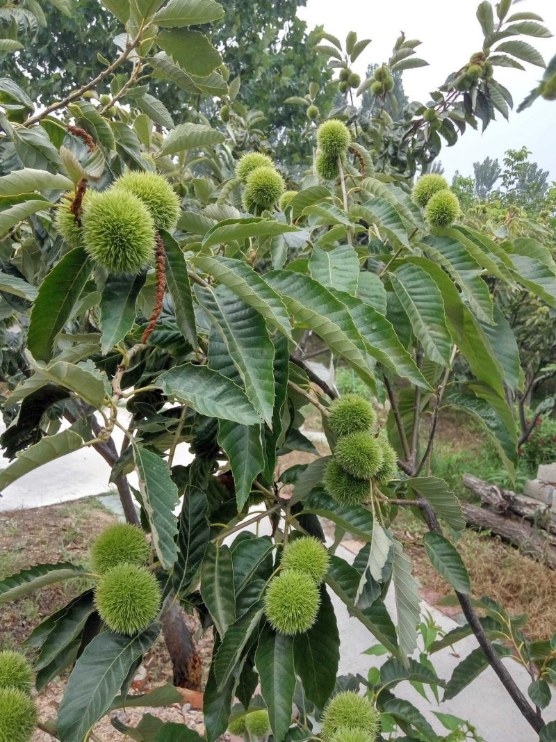 嫁接板栗苗大红袍板栗二年嫁接苗南方北方种植地栽果树苗当年