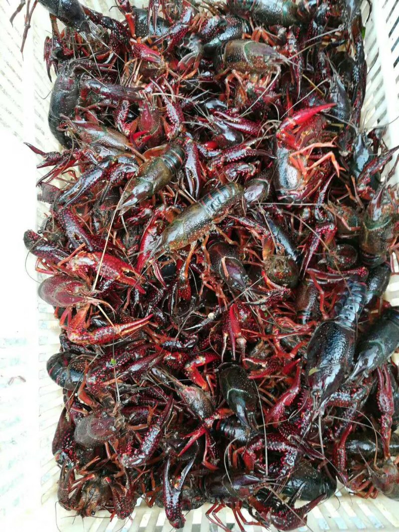 虾苗种虾价格