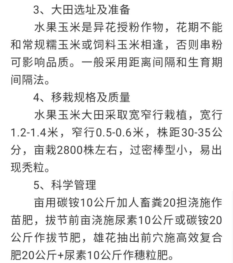 斯达糯38双国审甜味糯玉米软糯香甜早高产好吃