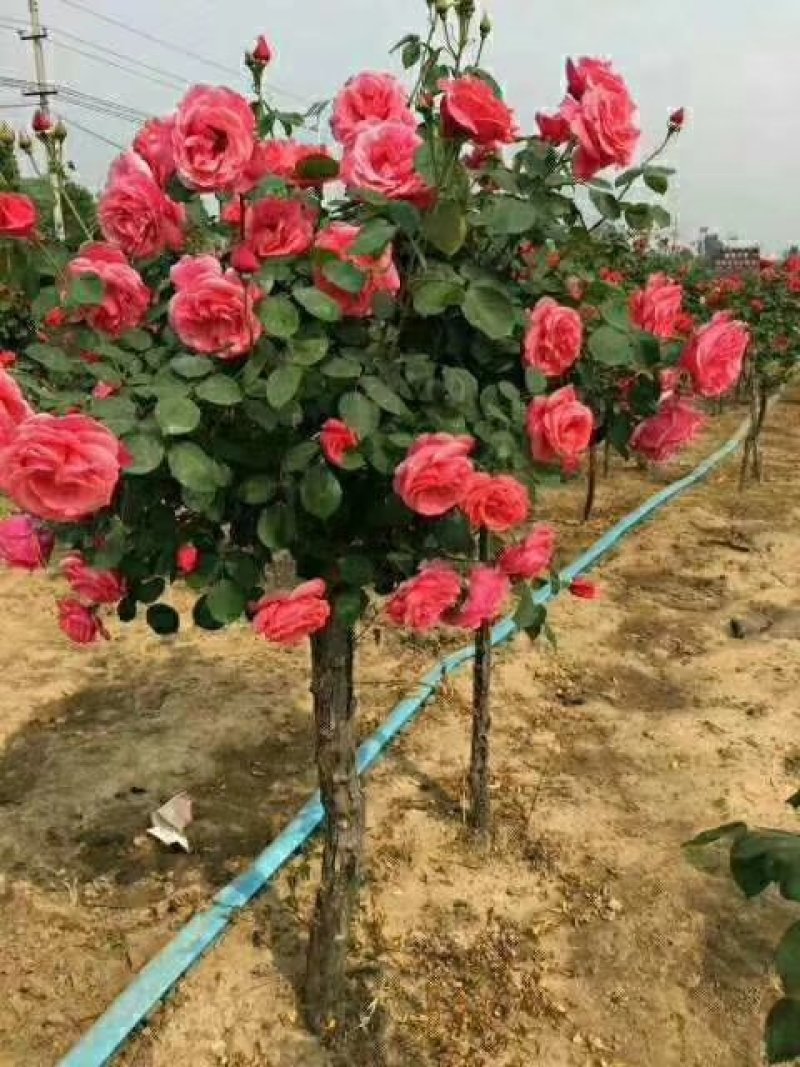 独干月季。大花月季，一到五公分独干！四季开花！洛阳牡丹