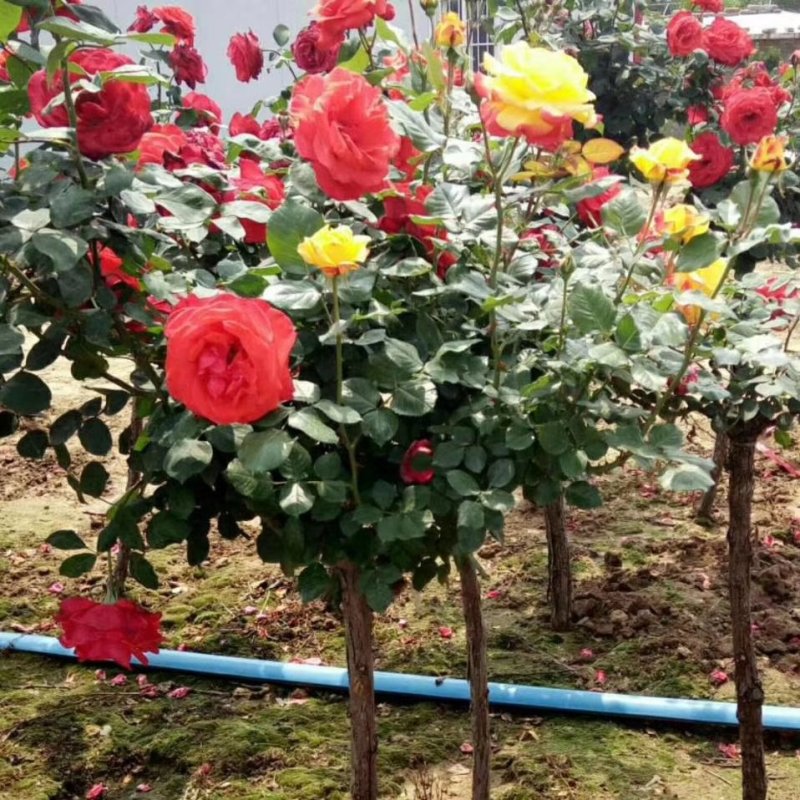 独干月季。大花月季，一到五公分独干！四季开花！洛阳牡丹