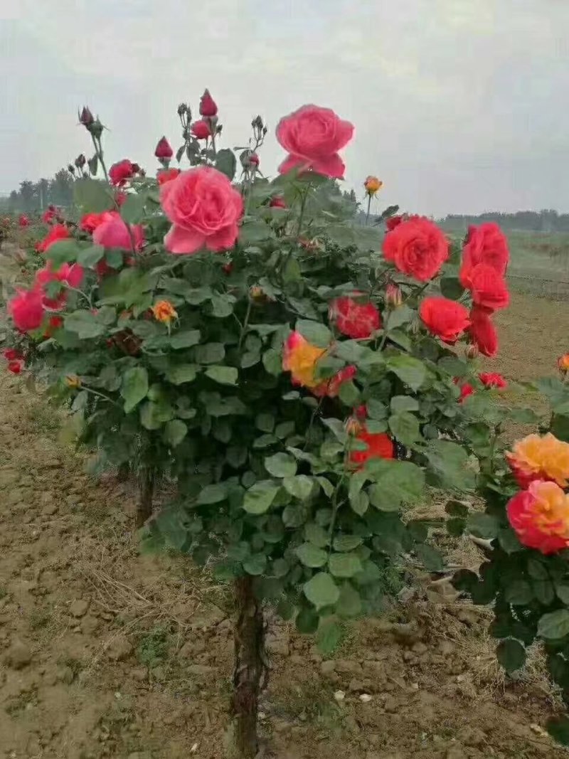 独干月季。大花月季，一到五公分独干！四季开花！洛阳牡丹