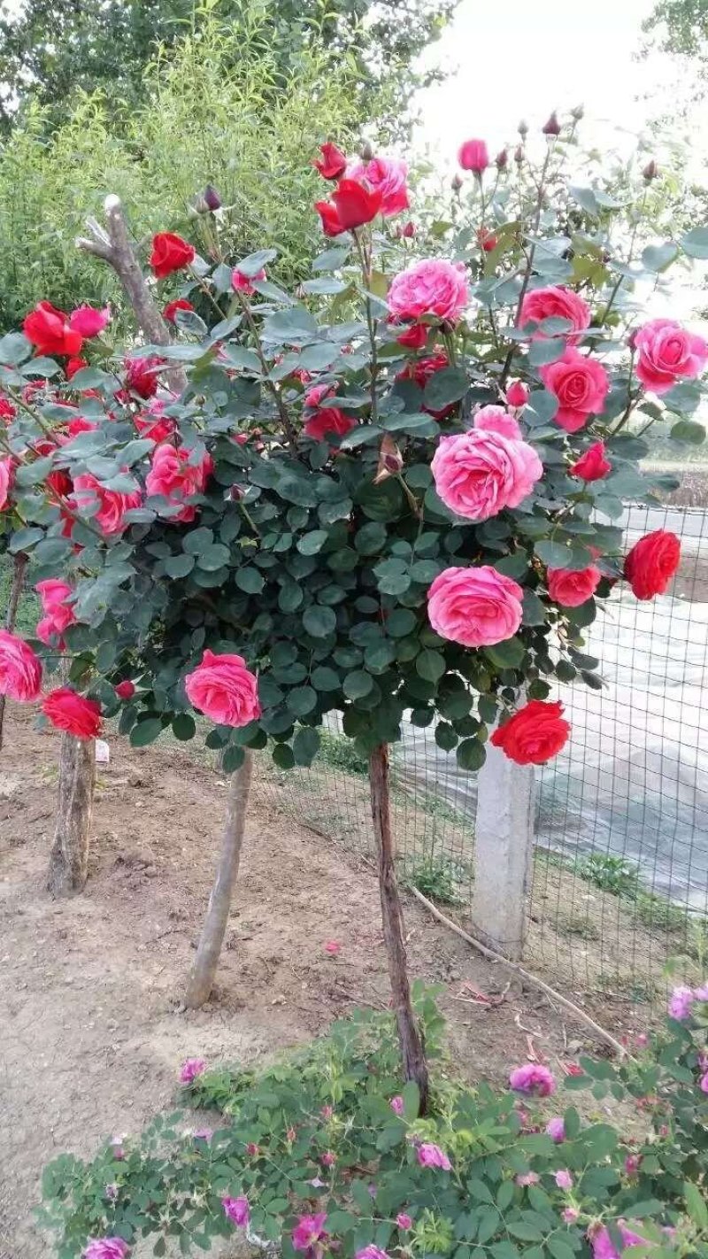 独干月季。大花月季，一到五公分独干！四季开花！洛阳牡丹