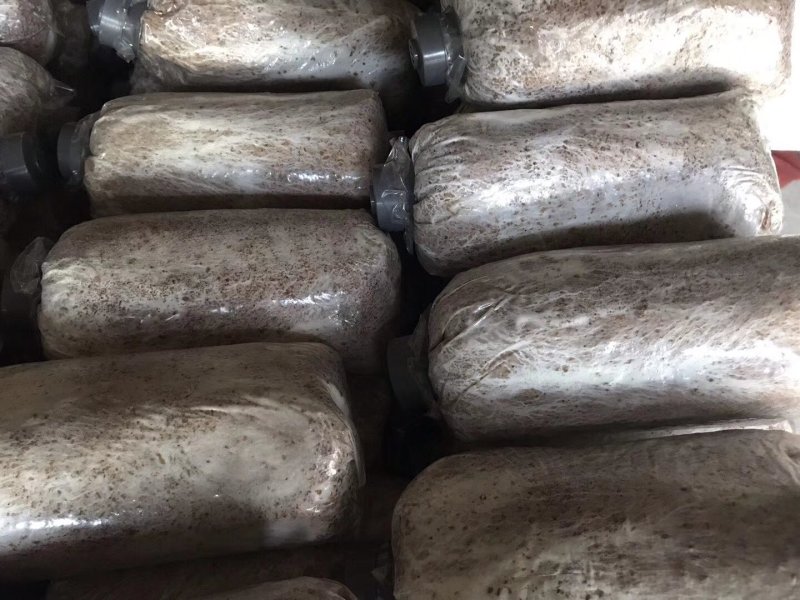 茯苓栽培种