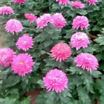 观赏大菊花、荷兰菊种苗，及盆栽观赏菊花预订。