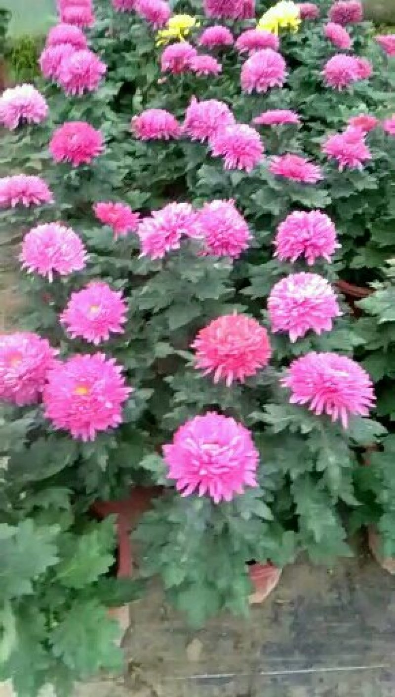 观赏大菊花、荷兰菊种苗，及盆栽观赏菊花预订。