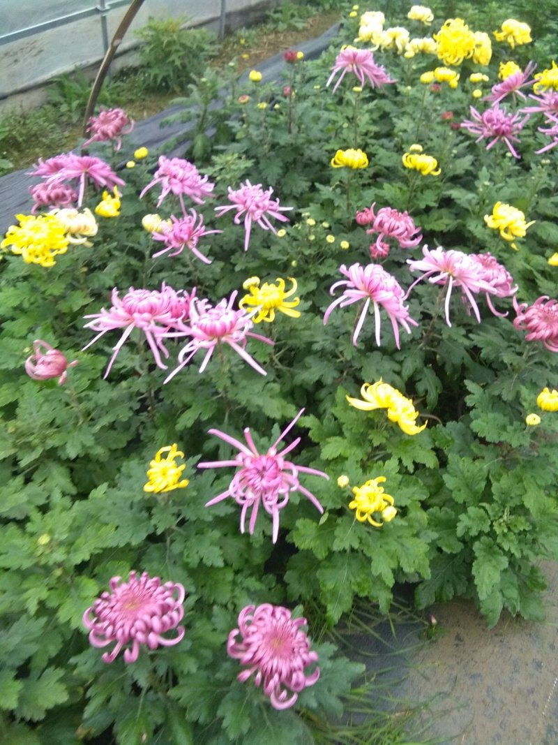 观赏大菊花、荷兰菊种苗，及盆栽观赏菊花预订。