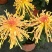 观赏大菊花、荷兰菊种苗，及盆栽观赏菊花预订。
