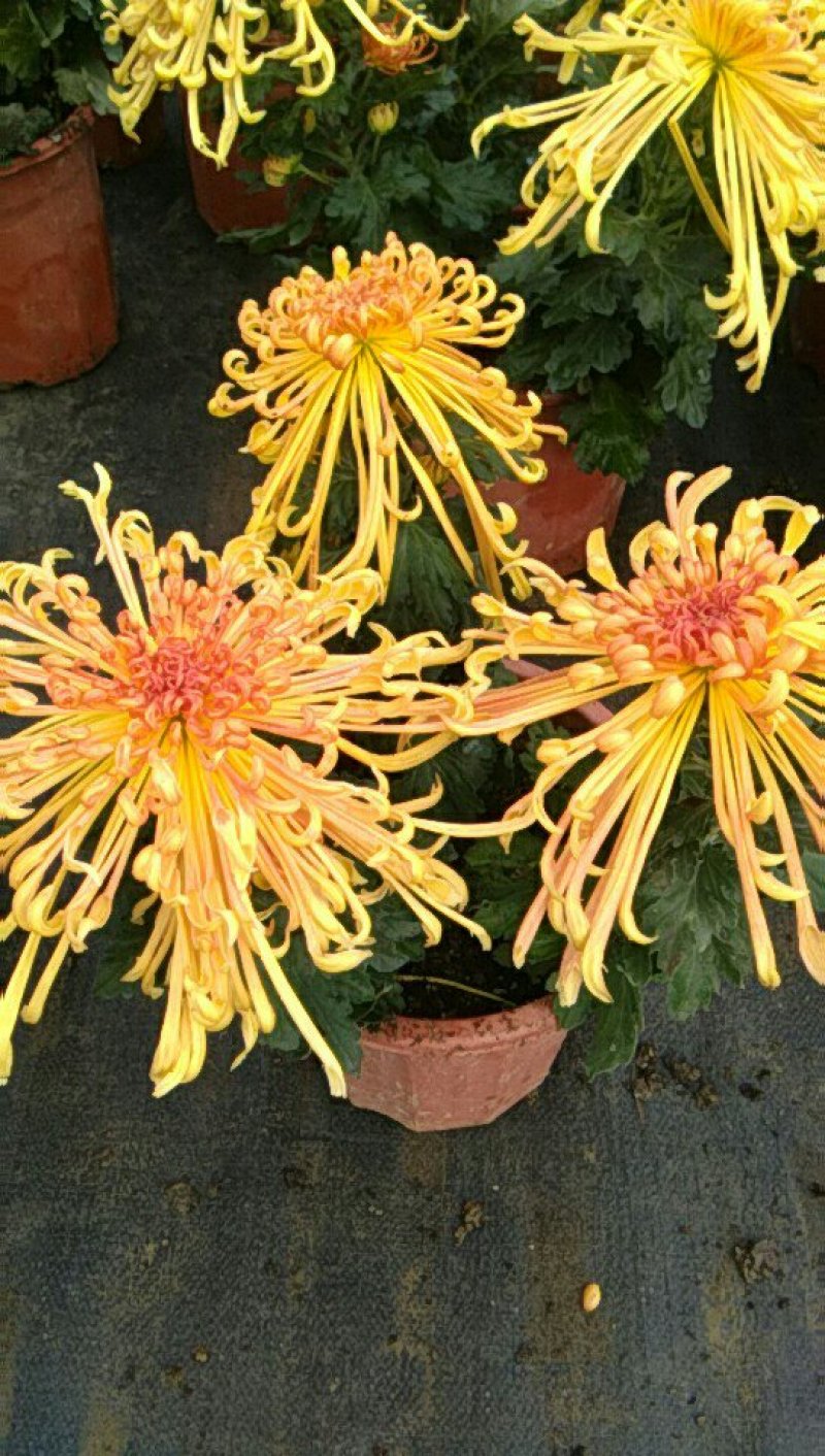 观赏大菊花、荷兰菊种苗，及盆栽观赏菊花预订。