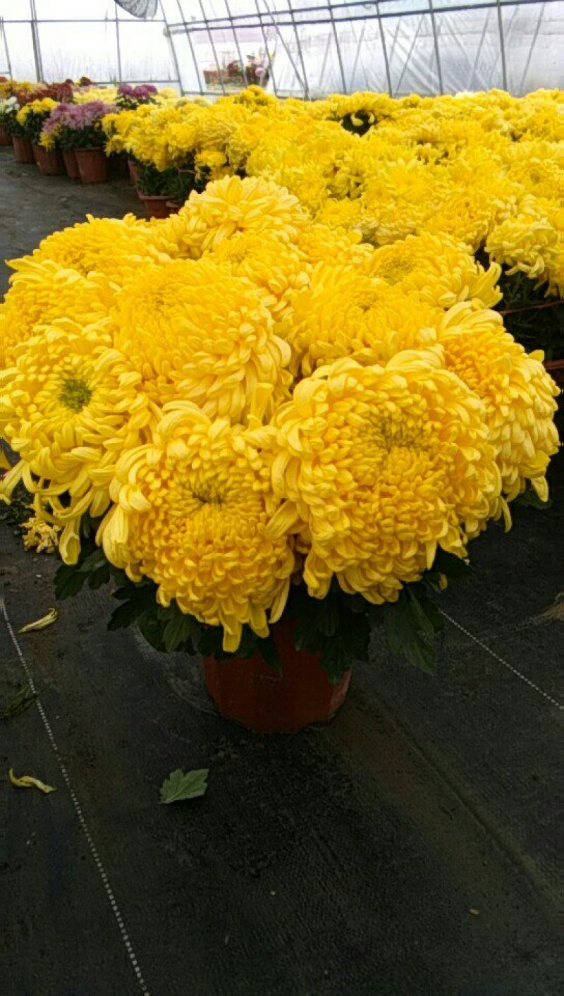 观赏大菊花、荷兰菊种苗，及盆栽观赏菊花预订。