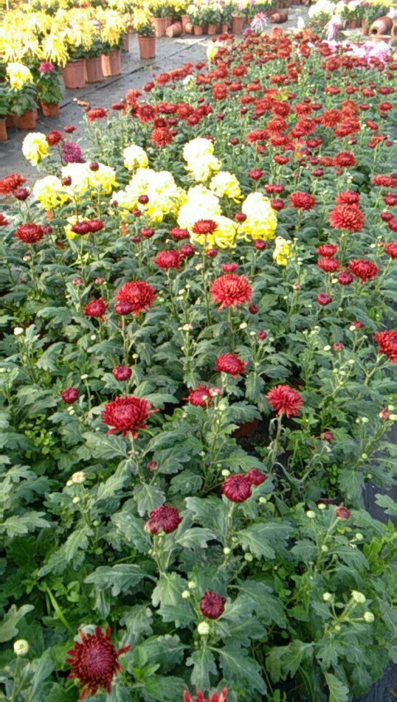 观赏大菊花、荷兰菊种苗，及盆栽观赏菊花预订。
