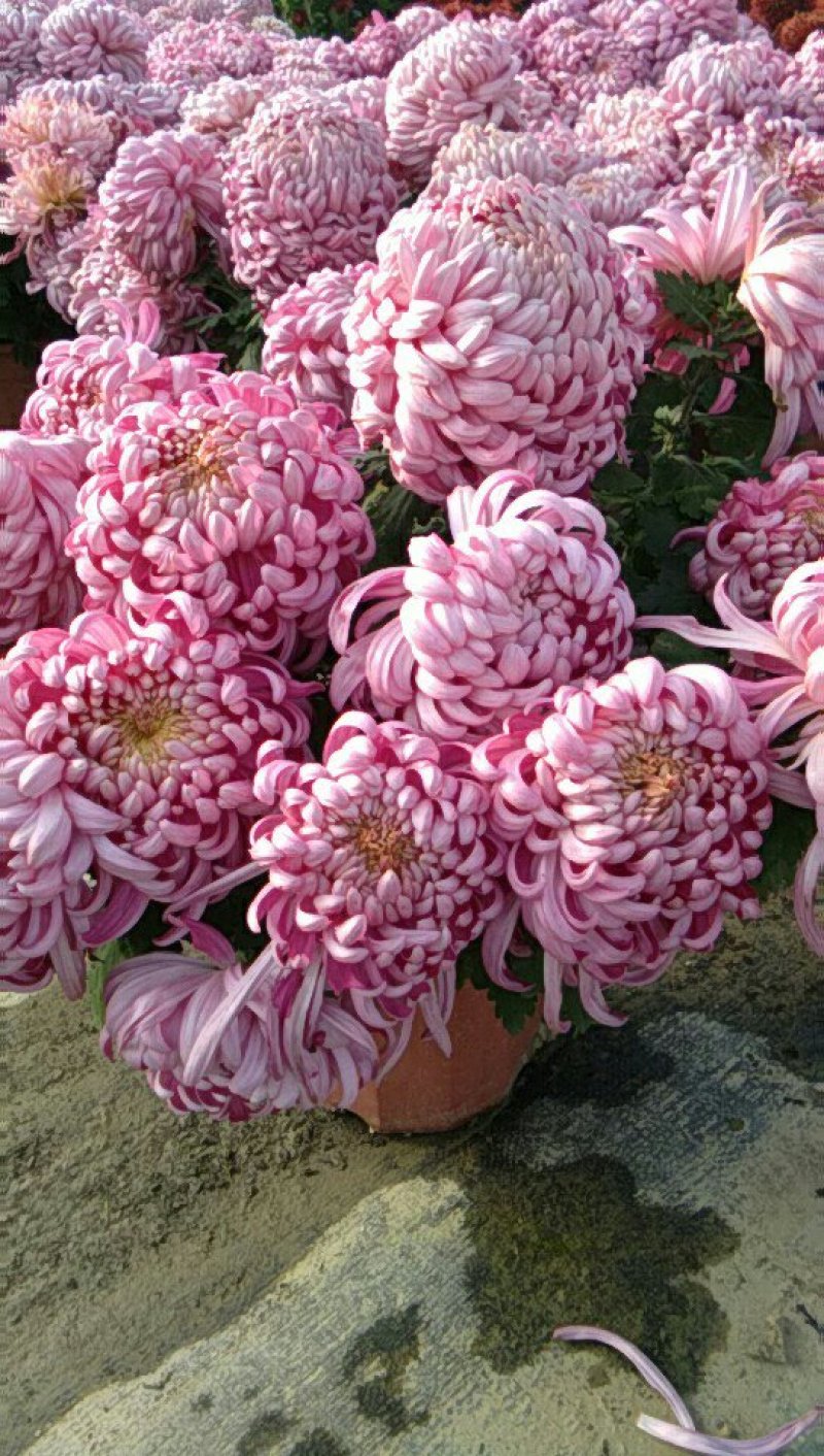 观赏大菊花、荷兰菊种苗，及盆栽观赏菊花预订。
