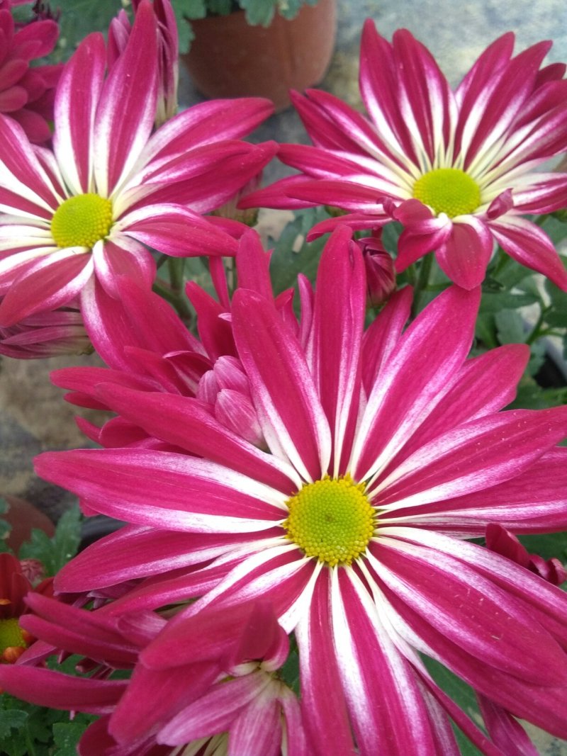 观赏大菊花、荷兰菊种苗，及盆栽观赏菊花预订。