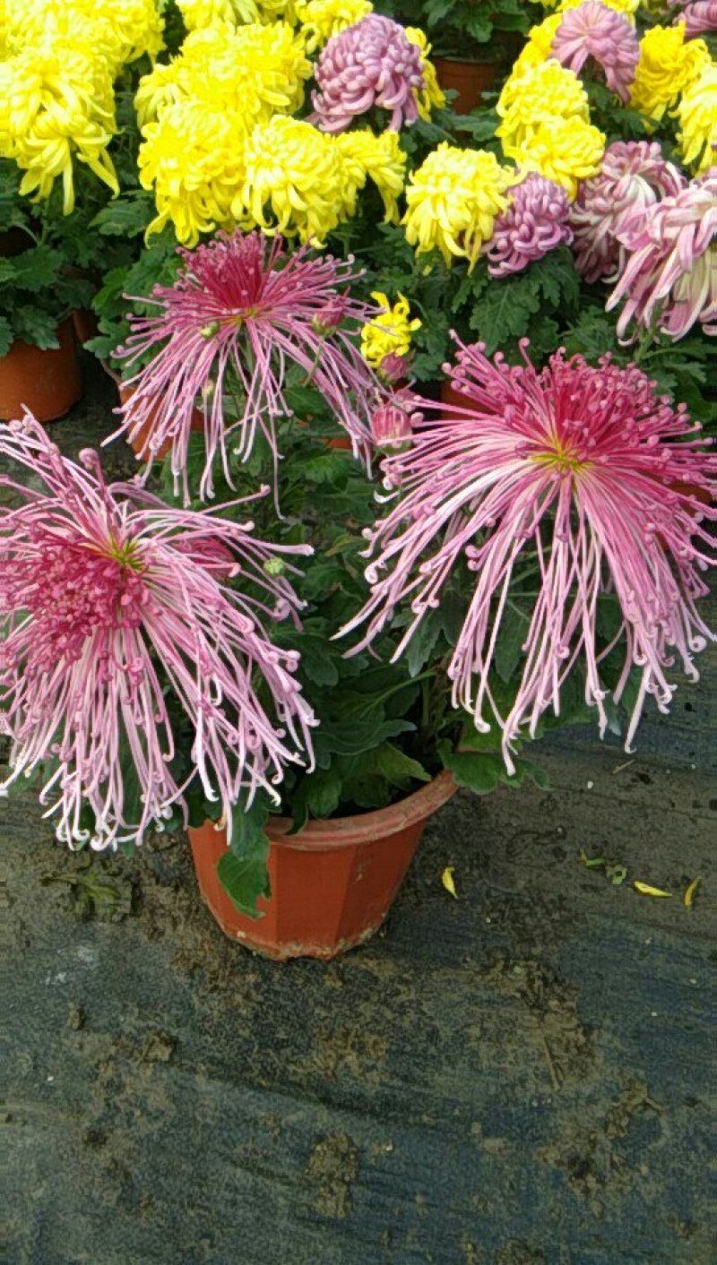 观赏大菊花、荷兰菊种苗，及盆栽观赏菊花预订。