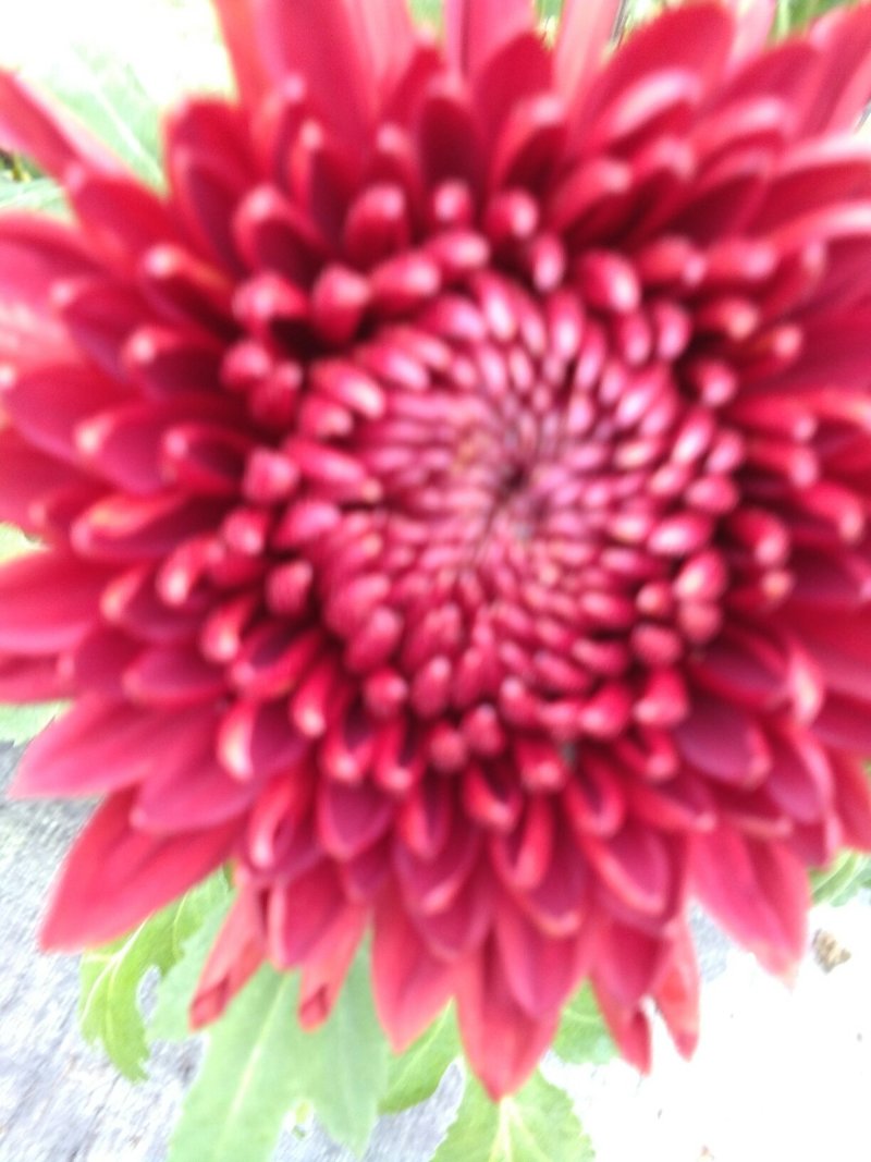 观赏大菊花、荷兰菊种苗，及盆栽观赏菊花预订。