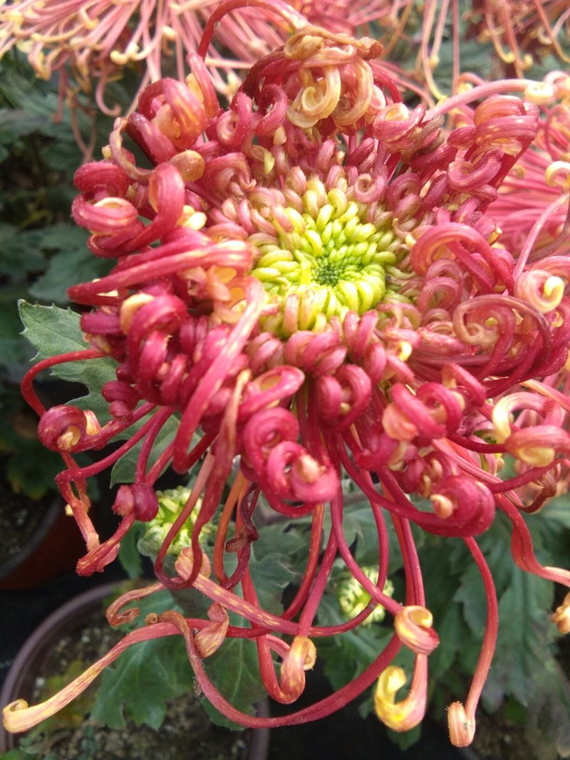 观赏大菊花、荷兰菊种苗，及盆栽观赏菊花预订。
