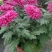 观赏大菊花、荷兰菊种苗，及盆栽观赏菊花预订。