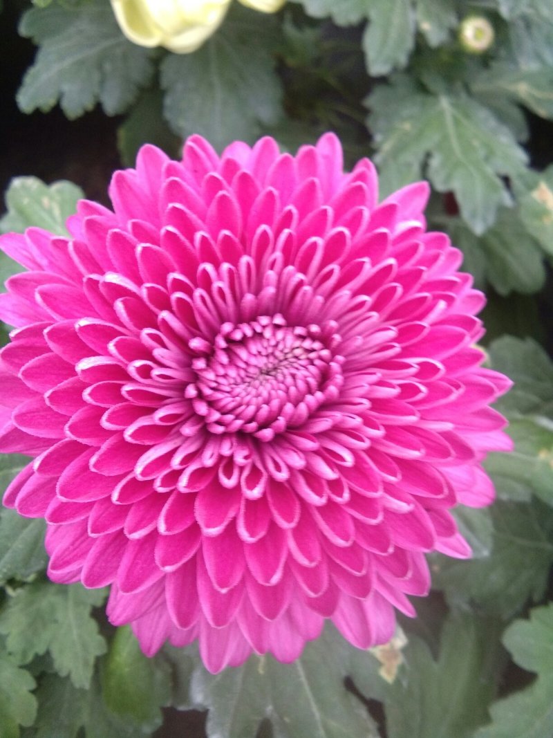 观赏大菊花、荷兰菊种苗，及盆栽观赏菊花预订。