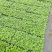 观赏大菊花、荷兰菊种苗，及盆栽观赏菊花预订。