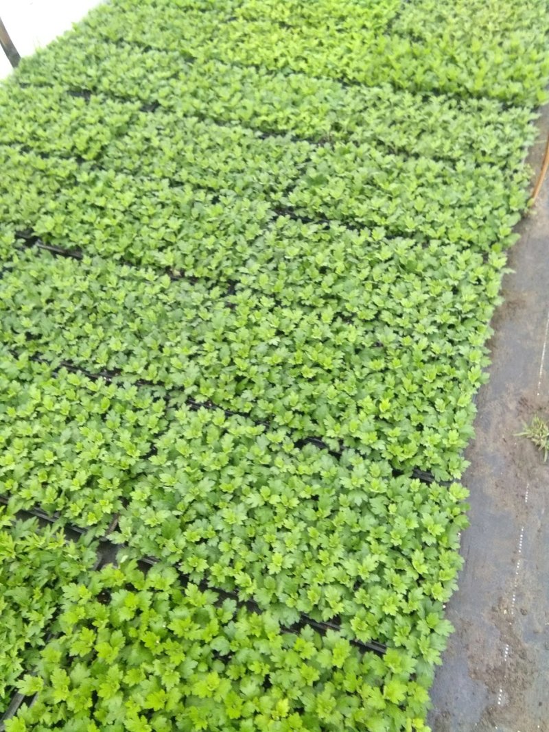 观赏大菊花、荷兰菊种苗，及盆栽观赏菊花预订。