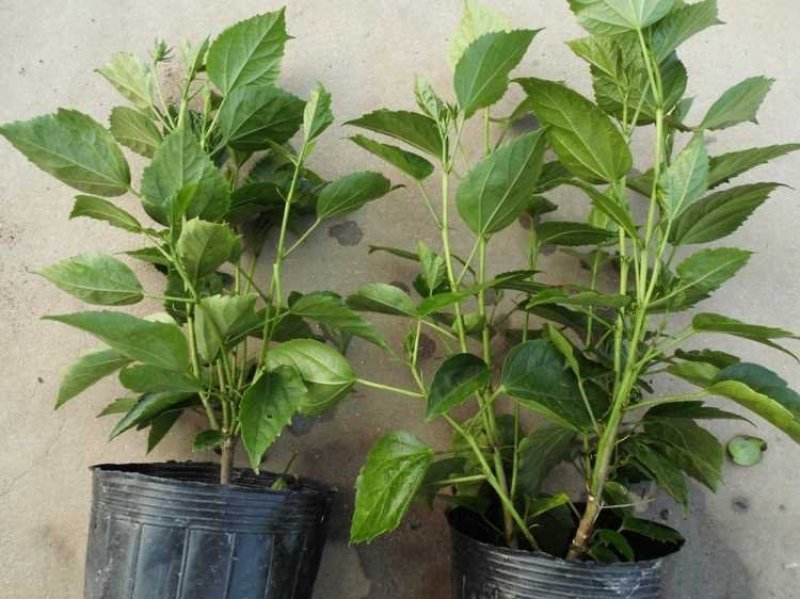 扶桑苗，扶桑花，绿植盆栽
